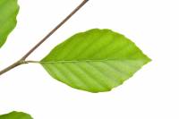 Hêtre - rameau avec feuille (Fagus sylvatica)